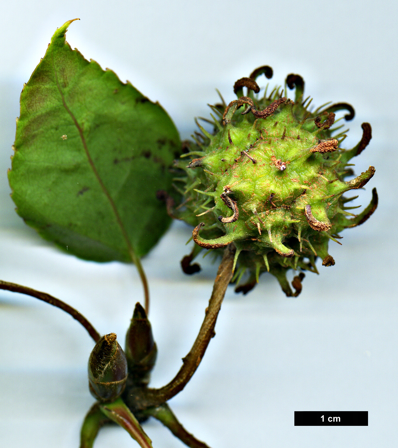 High resolution image: Family: Altingiaceae - Genus: Liquidambar - Taxon: formosana - SpeciesSub: Monticola Group